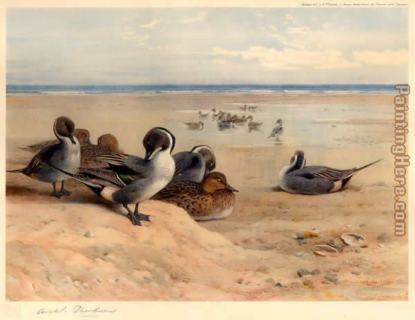 Pintails on the Shore painting - Archibald Thorburn Pintails on the Shore art painting